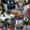 Orchideje a motýli